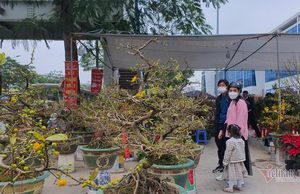 Khách nhộn nhịp đi chợ xuân, bà chủ tươi như hoa đào