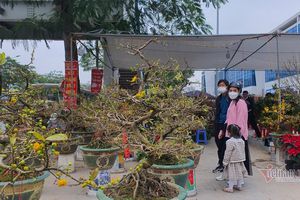 thumnail-448 Khách nhộn nhịp đi chợ xuân, bà chủ tươi như hoa đào