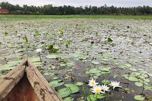 thumnail-450 Đầm Bàu trong vẻ giản dị nguyên sơ