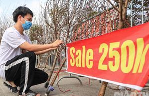 Mới 25 Tết, người buôn đào, quất đã treo biển giảm giá, ‘xả hàng’