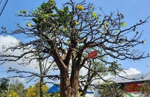 Chợ hoa Tết xứ sở mai vàng thưa vắng những ‘lão mai’ tiền tỷ