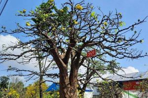 Chợ hoa Tết xứ sở mai vàng thưa vắng những 'lão mai' tiền tỷ