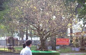 Cận cảnh ‘lão’ mai trên 100 tuổi giá hơn 6 tỷ nổi bần bật trong Hội Hoa xuân Tao Đàn