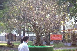 thumnail-460 Cận cảnh 'lão' mai trên 100 tuổi giá hơn 6 tỷ nổi bần bật trong Hội Hoa xuân Tao Đàn