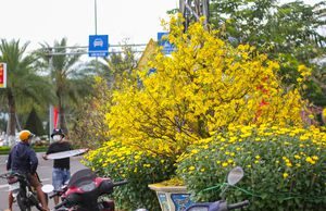 Mai vàng khoe sắc, hoa Tết xuống phố biển Quy Nhơn