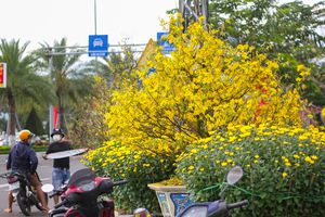 Mai vàng khoe sắc, hoa Tết xuống phố biển Quy Nhơn