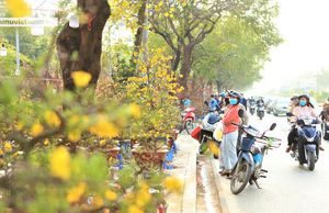 Mai vàng rực rỡ ngày cận Tết ở Hà Nội