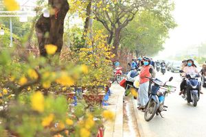 thumnail-466 Mai vàng rực rỡ ngày cận Tết ở Hà Nội