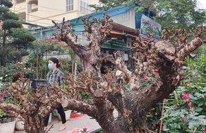 Một cây vàng không đủ mua cây đào đẹp nhất chợ hoa xuân Vạn Phúc