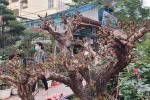 thumnail-470 Một cây vàng không đủ mua cây đào đẹp nhất chợ hoa xuân Vạn Phúc