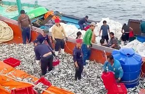 Những người đón xuân trên biển