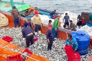 Những người đón xuân trên biển