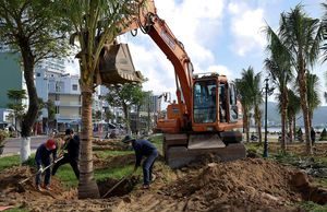 Công nhân tất bật trồng dừa trước Tết bên bờ biển Quy Nhơn