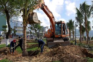 thumnail-478 Công nhân tất bật trồng dừa trước Tết bên bờ biển Quy Nhơn
