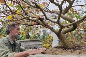 thumnail-482 Lão nông ở Nghệ An ra giá cây mai bonsai xấp xỉ 100 triệu đồng