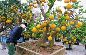 Cây cảnh độc lạ giá hàng chục triều đồng phục vụ Tết