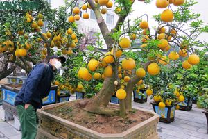 thumnail-488 Cây cảnh độc lạ giá hàng chục triều đồng phục vụ Tết