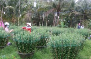 Tâm sự người trồng hoa tết ở một làng quê Bình Định