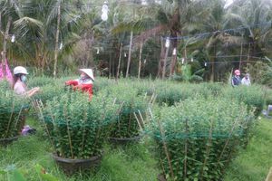 Tâm sự người trồng hoa tết ở một làng quê Bình Định