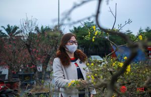 Mai vàng về Hà Nội, giá giảm một nửa hút khách ngày Tết