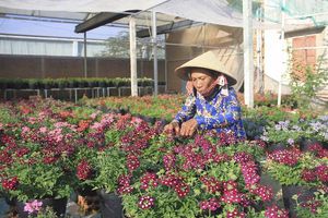 Làng hoa Bình Lâm rực sắc màu vào vụ Tết