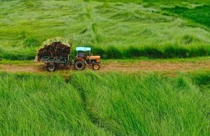 Mùa thu hoạch chiếu cói ở Bình Định