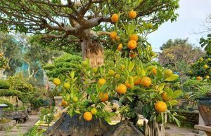 Lạc vào vườn quất tiền tỷ, độc nhất Hà thành