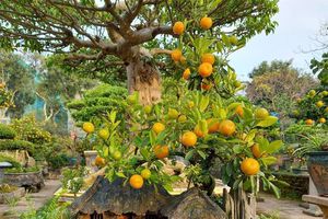 Lạc vào vườn quất tiền tỷ, độc nhất Hà thành