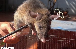 Vượt núi đá săn đàn chuột khổng lồ… chuyện lạ ngay Hà Nội