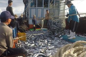 thumnail-544 'Trận địa' bắt cá trên vùng biển Trường Sa