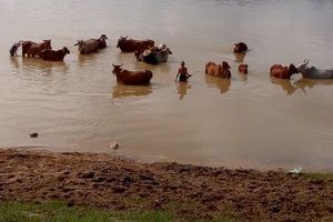 Sông Côn vẫn chảy một dòng lịch sử