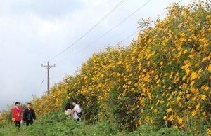 Đến mùa dã quỳ, đến mùa ta hẹn nhau