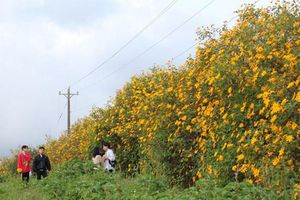 thumnail-594 Đến mùa dã quỳ, đến mùa ta hẹn nhau