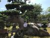 Cận cảnh những cây bonsai dáng đẹp giá đến vài tỷ ở Bình Định