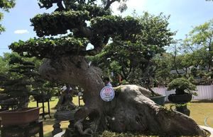 Cận cảnh những cây bonsai dáng đẹp giá đến vài tỷ ở Bình Định