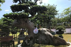 Cận cảnh những cây bonsai dáng đẹp giá đến vài tỷ ở Bình Định