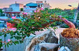 Quý ông mê mẩn loài cây mọc bờ ruộng, chi chục triệu rước về