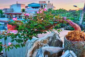 thumnail-612 Quý ông mê mẩn loài cây mọc bờ ruộng, chi chục triệu rước về