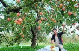 Vào vườn táo trĩu quả đẹp như cổ tích, vừa ngắm vừa ăn thả ga hết 100 ngàn đồng