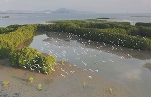 Bảo vệ vẻ đẹp hoang sơ đầm Thị Nại