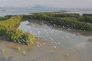 Bảo vệ vẻ đẹp hoang sơ đầm Thị Nại