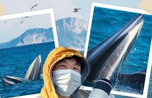 May mắn hơn nữ luật sư Woo Young Woo, travel blogger Hải An thành công săn ảnh cá voi ở biển Đề Gi