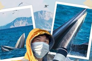 May mắn hơn nữ luật sư Woo Young Woo, travel blogger Hải An thành công săn ảnh cá voi ở biển Đề Gi