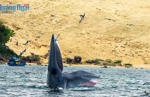 Thích thú với cảnh cá voi săn mồi trên biển Bình Định