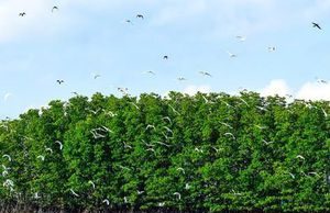 ‘Sông nước miền Tây’ trên đất Bình Định