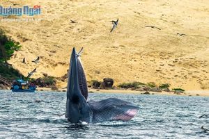 thumnail-69 Thích thú với cảnh cá voi săn mồi trên biển Bình Định