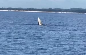 Hiếm gặp, cá voi xuất hiện trên vùng biển Móng Cái