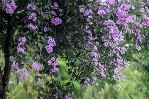 thumnail-704 Mùa sang