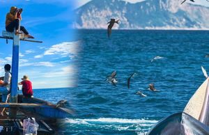 4 ngày lênh đênh biển Đề Gi, leo cột thuyền săn khoảnh khắc cá voi đớp mồi tuyệt đẹp