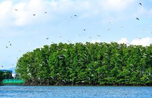 Những vườn chim thanh bình ở Việt Nam